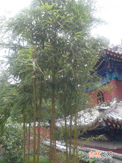 香山公园门票多少钱,北京香山公园门票一般多少钱?