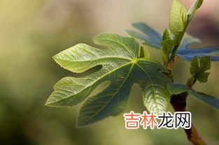 无花果叶泡水危害,无花果叶子能吃吗 无花果叶子有什么作用