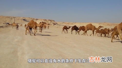 骆驼吃仙人掌不怕刺吗,骆驼为什么不怕仙人掌的刺?