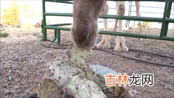 骆驼吃仙人掌不怕刺吗,骆驼为什么不怕仙人掌的刺?