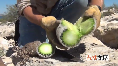 骆驼吃仙人掌不怕刺吗,骆驼为什么不怕仙人掌的刺?
