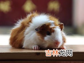 豚鼠咬人吗,荷兰猪为什么会咬人求解