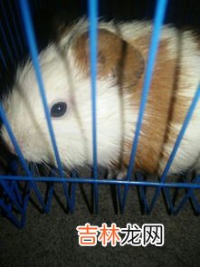 豚鼠咬人吗,荷兰猪为什么会咬人求解