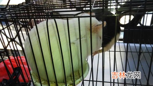 豚鼠咬人吗,荷兰猪为什么会咬人求解