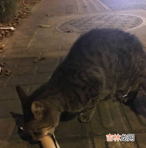 猫能吃火腿肠吗,猫能吃火腿肠吗