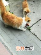 猫能吃火腿肠吗,猫能吃火腿肠吗