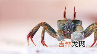 烧熟的螃蟹可以隔夜吃吗,炒熟的螃蟹第二天还能吃吗