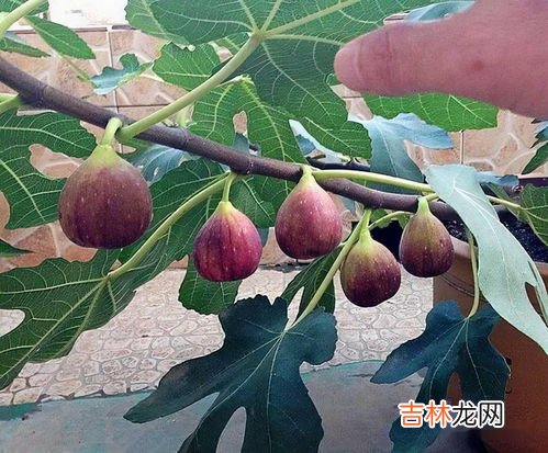 无花果皮可以吃吗,无花果的果皮能吃吗？