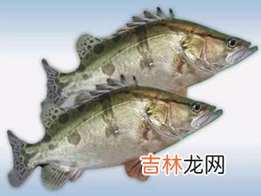 泥鳅煮多久杀死寄生虫,泥鳅炸着吃里面的寄生虫会炸死吗