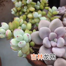 多肉植物浇水还是喷雾,怎样给多肉植物正确浇水?