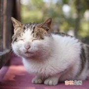 高铁可以带猫吗,高铁可以带猫吗