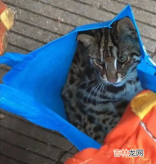 高铁可以带猫吗,高铁可以带猫吗
