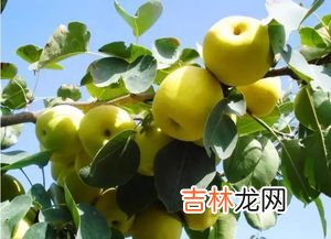 地梨子学名叫什么,宁夏人说的地梨子学名叫什么