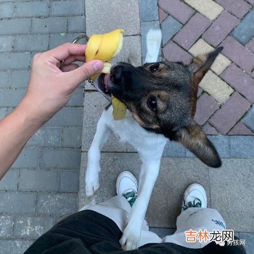 狗狗能吃桃子吗,狗可以吃桃子吗
