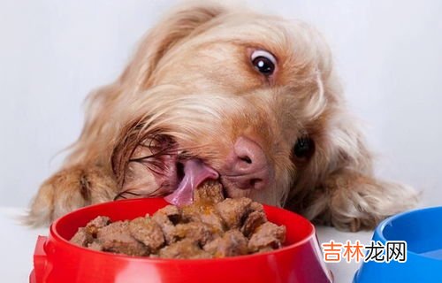 狗狗能吃桃子嗎,狗可以吃桃子嗎