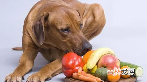 狗狗能吃桃子吗,狗可以吃桃子吗