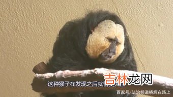 已灭绝又出现的动物,已灭绝又被复活的动物是什么？
