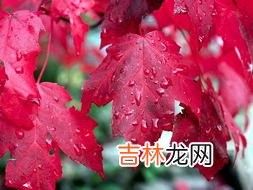秋季看红叶需要准备什么,去看红叶该带什么？怎样挑登山杖呢？