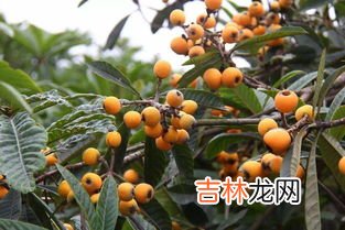 种枇杷树什么梗,庭有枇杷树什么梗 庭有枇杷树的解释