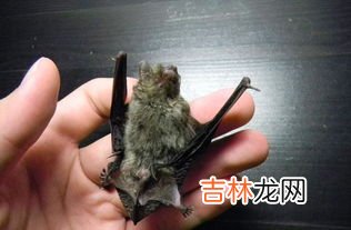 蝙蝠是鸟类还是兽类,蝙蝠是兽类还是鸟类?