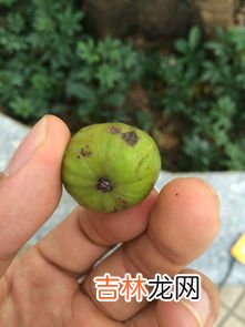 无花果是凶树还是吉树,无花果是凶树还是吉树 无花果属于凶树吗