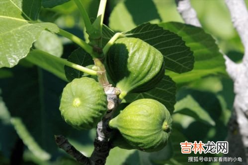 无花果是凶树还是吉树,无花果是凶树还是吉树 无花果属于凶树吗