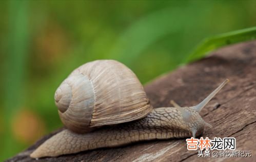 蜗牛冬眠吗?为什么,蜗牛冬眠吗 在哪冬眠
