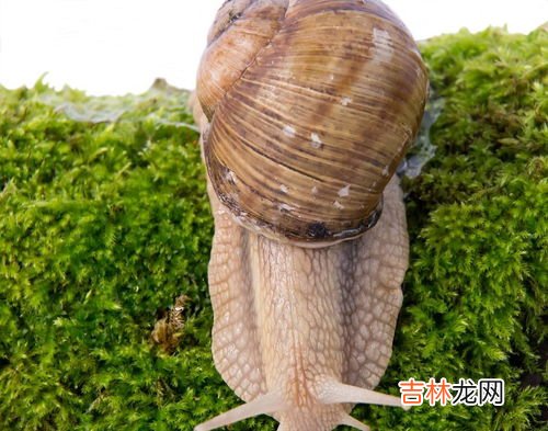 蜗牛冬眠吗?为什么,蜗牛冬眠吗 在哪冬眠