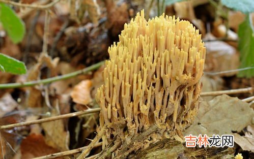 珊瑚是生物还是非生物,珊瑚到底是生物还是植物?