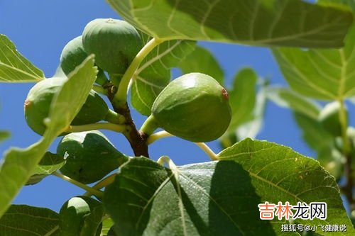 青无花果怎么吃,很小的青无花果怎么吃