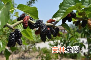 青仲稞是什么东西,青仲稞作用功效怎么样？