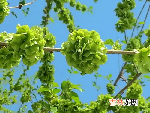 榆钱怎么长时间储存,榆钱蒸菜以后能放冰箱冷藏吗?