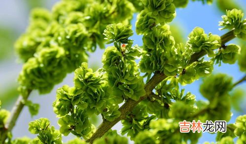榆钱怎么长时间储存,榆钱蒸菜以后能放冰箱冷藏吗?