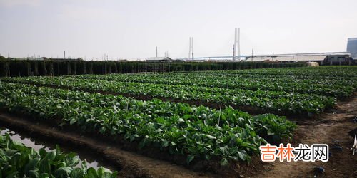 二十种耐寒的蔬菜,耐寒的蔬菜有哪些