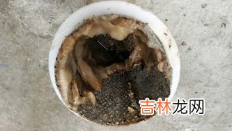 氨水是什么东西,氨水是什么东西