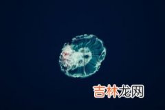 海蜇属于什么动物,海蜇属于什么动物 海蜇属于啥动物