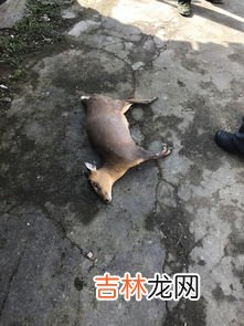 海蜇属于什么动物,海蜇属于什么动物 海蜇属于啥动物