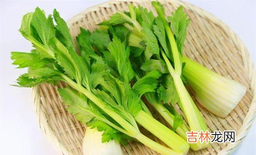芹菜是嫌光种子吗,现在的季节北方地区菜园子,可以种植芹菜吗?应该怎样播种?
