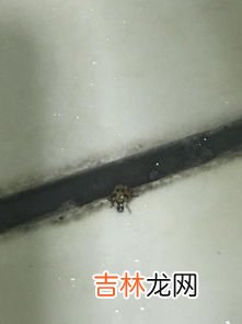 瓢虫是益虫还是害虫,瓢虫是益虫还是害虫?