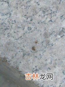 瓢虫是益虫还是害虫,瓢虫是益虫还是害虫?