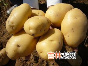 土豆没熟吃了会中毒吗,土豆没煮熟能吃吗 土豆没煮熟可以吃吗