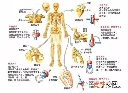 骨连接有哪三种形式,骨的连接形式有、&#8230;