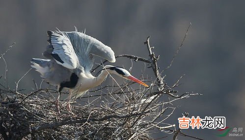 苍鹭的体长,朱鹭和苍鹭的体长是多少?