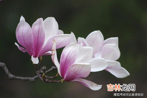 玉兰花的寓意,玉兰花的寓意
