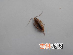 家里有蝽虫怎么办,蝽虫跑家里面怎么消灭