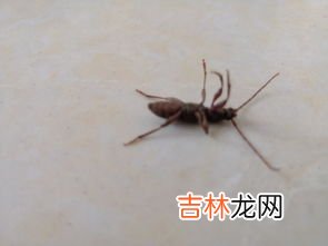 家里有蝽虫怎么办,蝽虫跑家里面怎么消灭