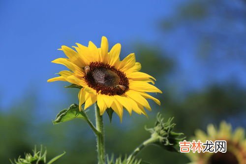 蔡家向日葵花海在哪里,北碚蔡家哪里能看日落