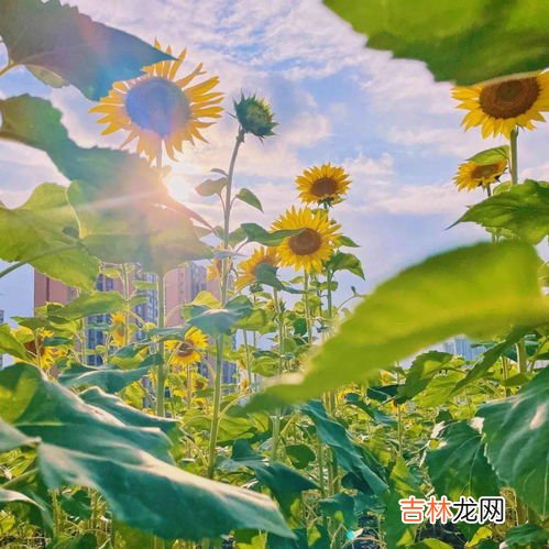 蔡家向日葵花海在哪里,北碚蔡家哪里能看日落