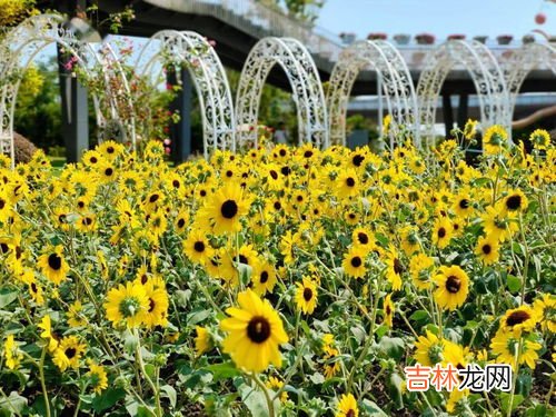 蔡家向日葵花海在哪裏,北碚蔡家哪裏能看日落