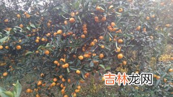 黄岩蜜橘起源,黄岩蜜橘起源